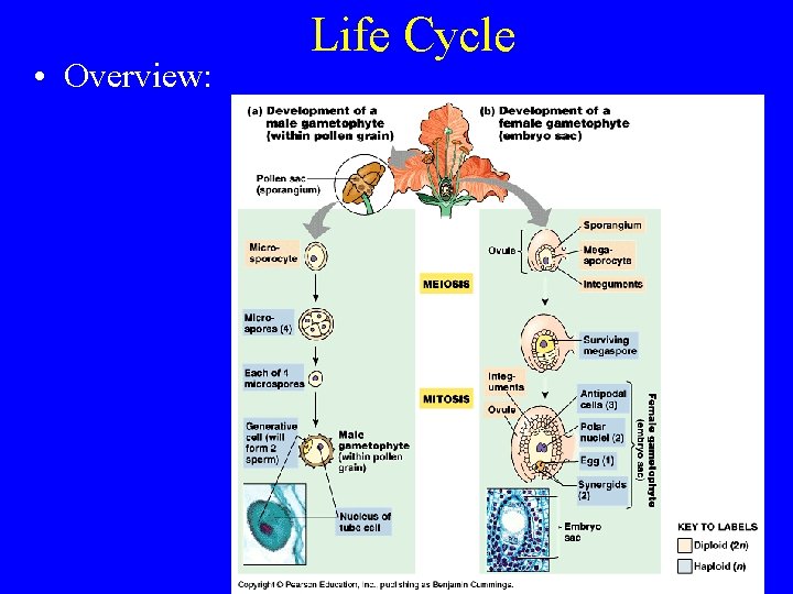  • Overview: Life Cycle 