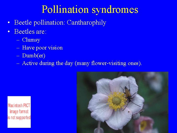 Pollination syndromes • Beetle pollination: Cantharophily • Beetles are: – – Clumsy Have poor