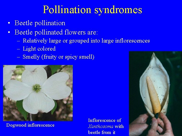 Pollination syndromes • Beetle pollination • Beetle pollinated flowers are: – Relatively large or