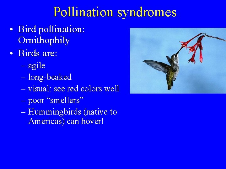 Pollination syndromes • Bird pollination: Ornithophily • Birds are: – agile – long-beaked –