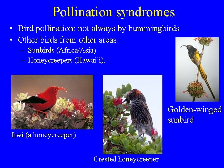 Pollination syndromes • Bird pollination: not always by hummingbirds • Other birds from other