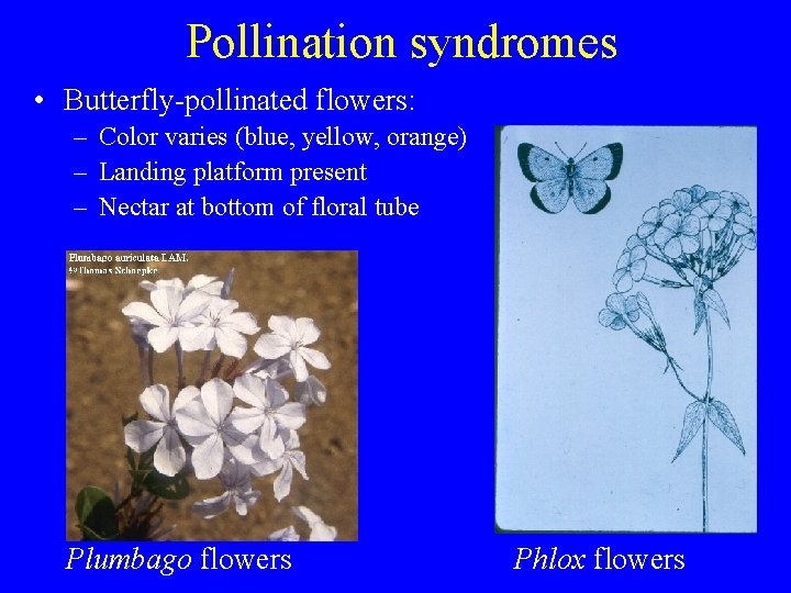 Pollination syndromes • Butterfly-pollinated flowers: – Color varies (blue, yellow, orange) – Landing platform