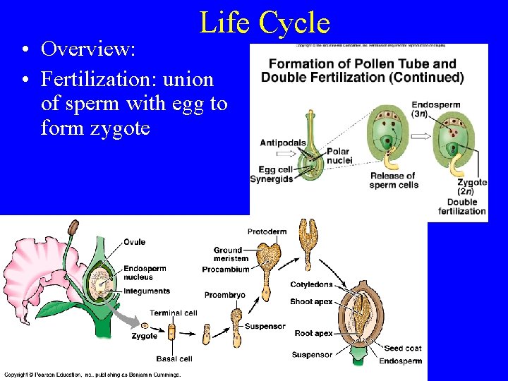 Life Cycle • Overview: • Fertilization: union of sperm with egg to form zygote