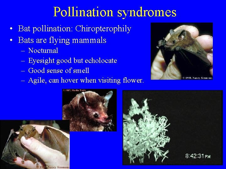 Pollination syndromes • Bat pollination: Chiropterophily • Bats are flying mammals – – Nocturnal