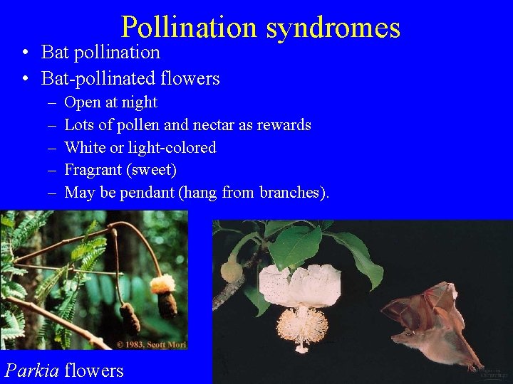 Pollination syndromes • Bat pollination • Bat-pollinated flowers – – – Open at night