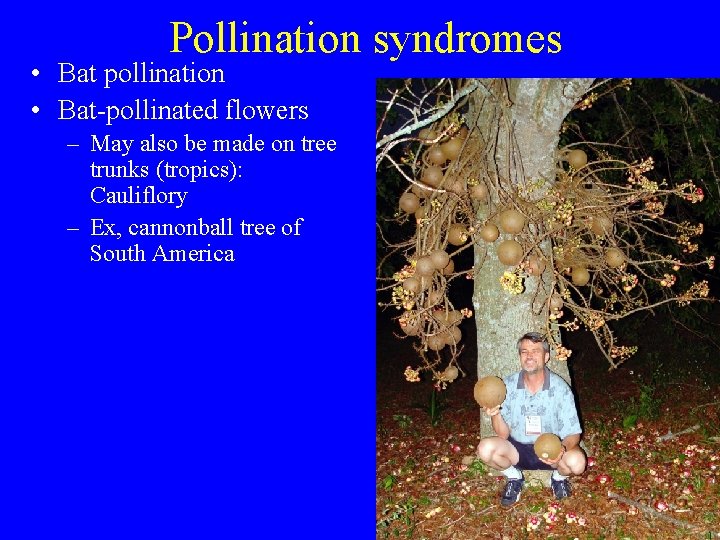 Pollination syndromes • Bat pollination • Bat-pollinated flowers – May also be made on