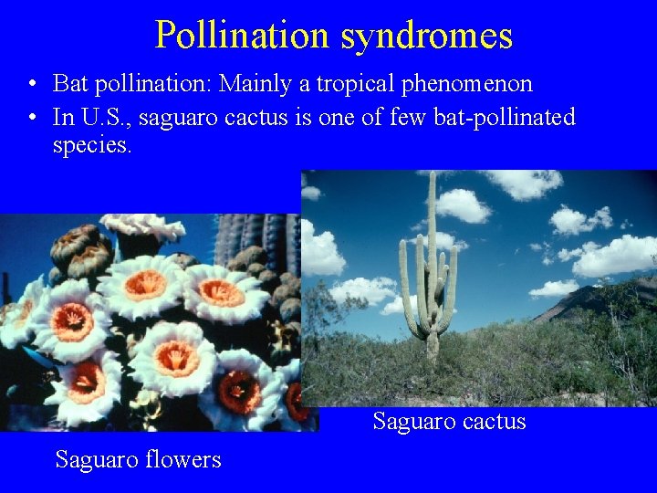 Pollination syndromes • Bat pollination: Mainly a tropical phenomenon • In U. S. ,