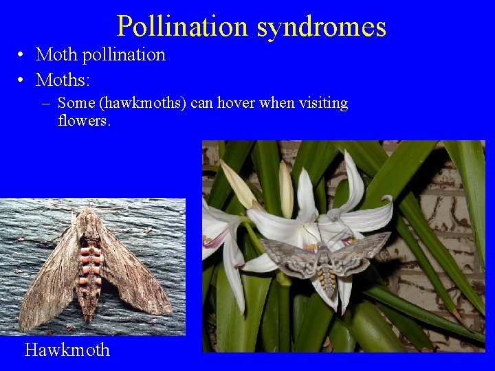 Pollination syndromes • Moth pollination • Moths: – Some (hawkmoths) can hover when visiting