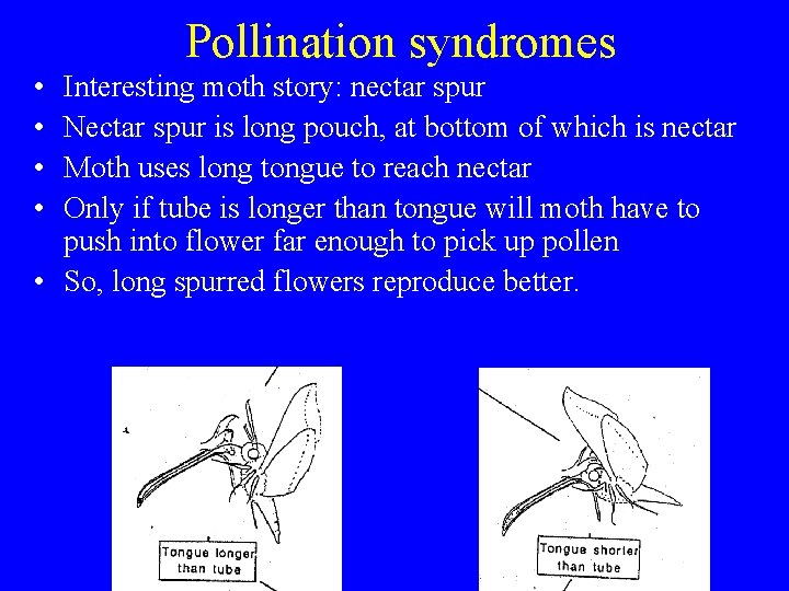 Pollination syndromes • • Interesting moth story: nectar spur Nectar spur is long pouch,