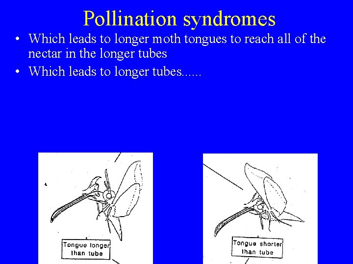Pollination syndromes • Which leads to longer moth tongues to reach all of the