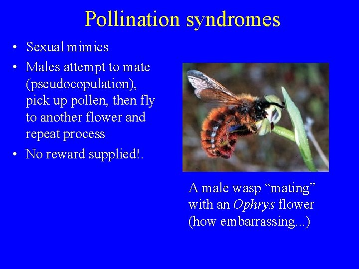 Pollination syndromes • Sexual mimics • Males attempt to mate (pseudocopulation), pick up pollen,