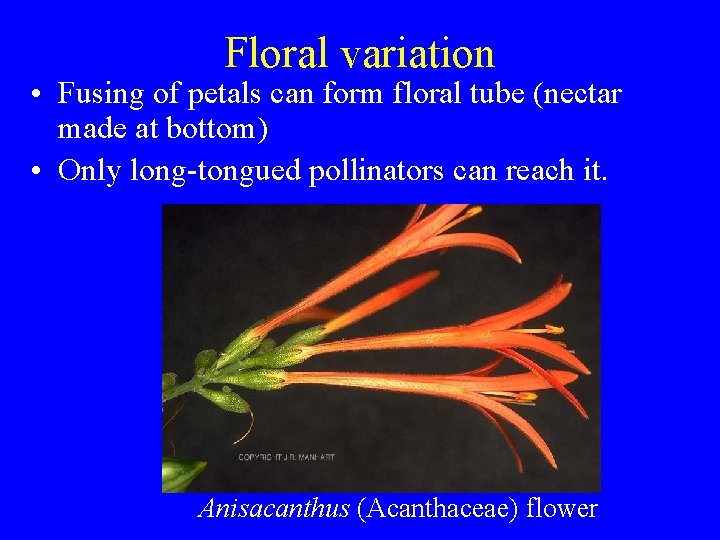 Floral variation • Fusing of petals can form floral tube (nectar made at bottom)