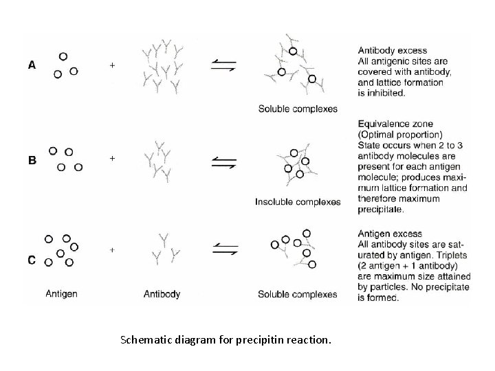 Schematic diagram for precipitin reaction. 