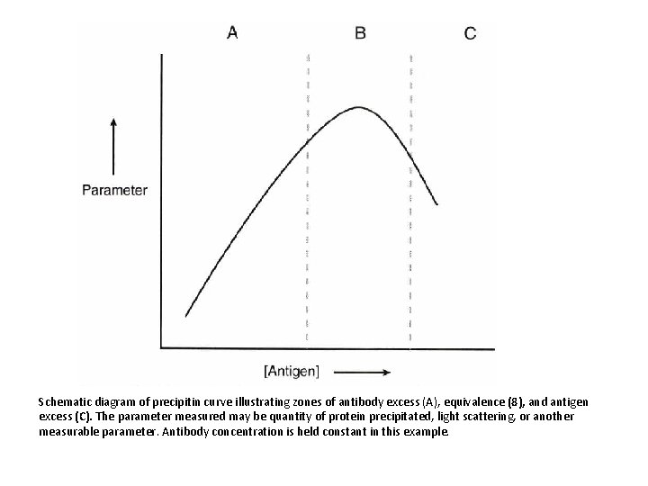 Schematic diagram of precipitin curve illustrating zones of antibody excess (A), equivalence (8), and
