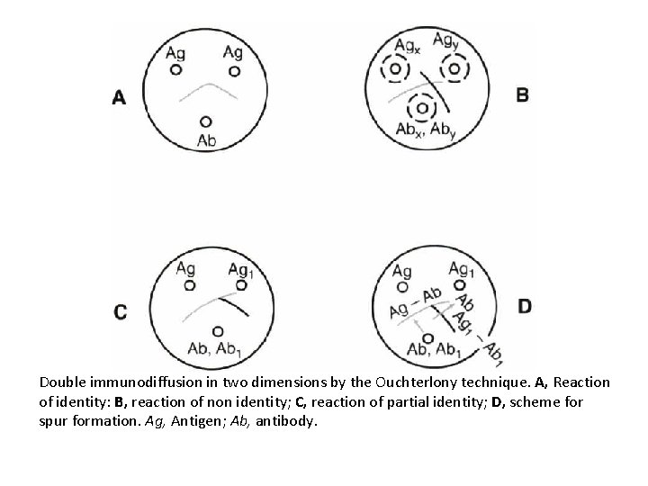 Double immunodiffusion in two dimensions by the Ouchterlony technique. A, Reaction of identity: B, Double immunodiffusion in two dimensions by the Ouchterlony technique. A, Reaction of identity: B,