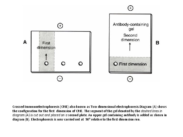 Crossed Immunoelectrophoresis (CRIE) also known as Two-dimensional electrophoresis. Diagram (A) shows the configuration for