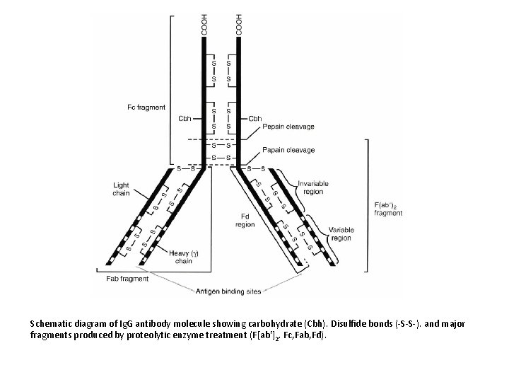 Schematic diagram of Ig. G antibody molecule showing carbohydrate (Cbh). Disulfide bonds (-S-S-). and Schematic diagram of Ig. G antibody molecule showing carbohydrate (Cbh). Disulfide bonds (-S-S-). and