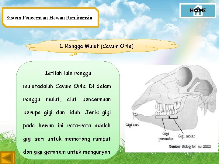 HOME Sistem Pencernaan Hewan Ruminansia 1. Rongga Mulut (Cavum Oris) Istilah lain rongga mulutadalah