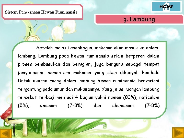 HOME Sistem Pencernaan Hewan Ruminansia 3. Lambung Setelah melalui esophagus, makanan akan masuk ke