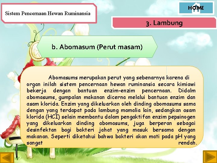 HOME Sistem Pencernaan Hewan Ruminansia 3. Lambung b. Abomasum (Perut masam) Abomasums merupakan perut
