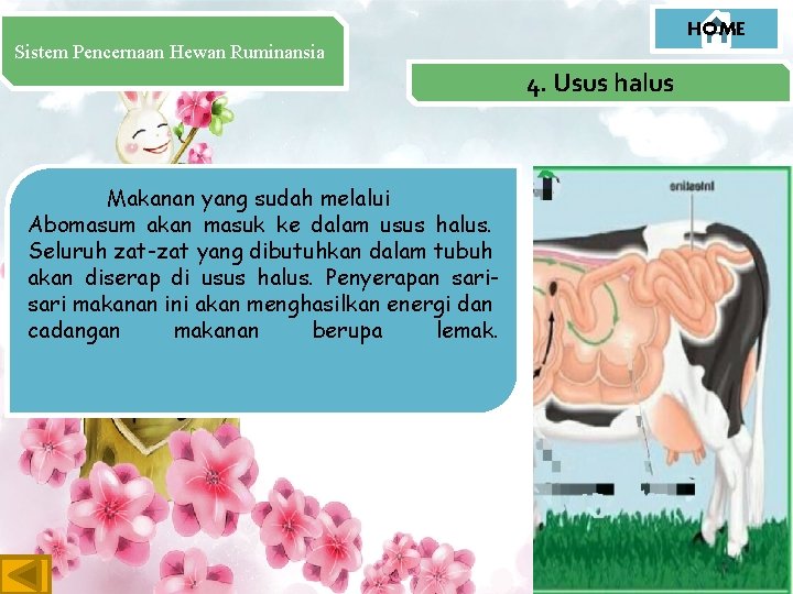 HOME Sistem Pencernaan Hewan Ruminansia 4. Usus halus Makanan yang sudah melalui Abomasum akan