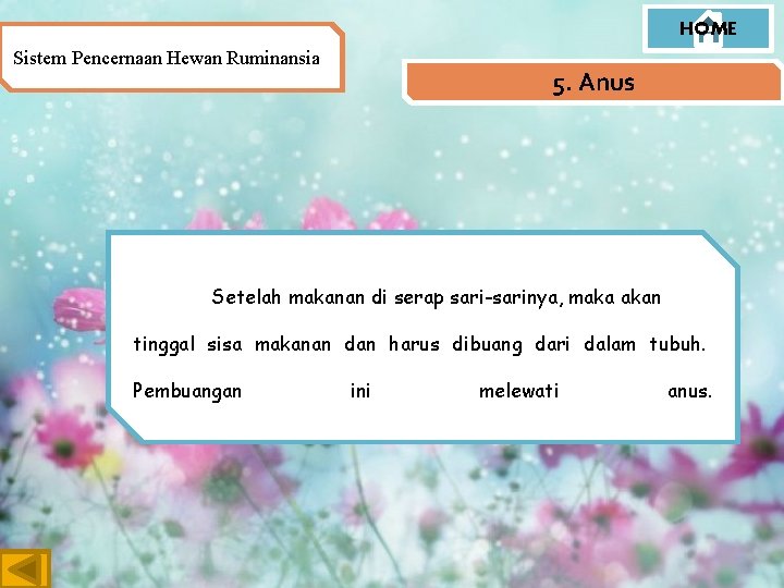 HOME Sistem Pencernaan Hewan Ruminansia 5. Anus Setelah makanan di serap sari-sarinya, maka akan