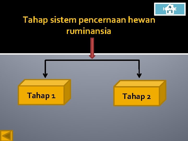 HOME Tahap sistem pencernaan hewan ruminansia Tahap 1 Tahap 2 