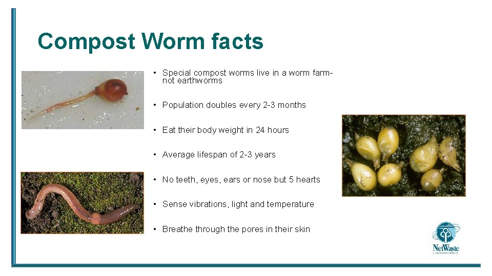 Compost Worm facts • Special compost worms live in a worm farmnot earthworms •