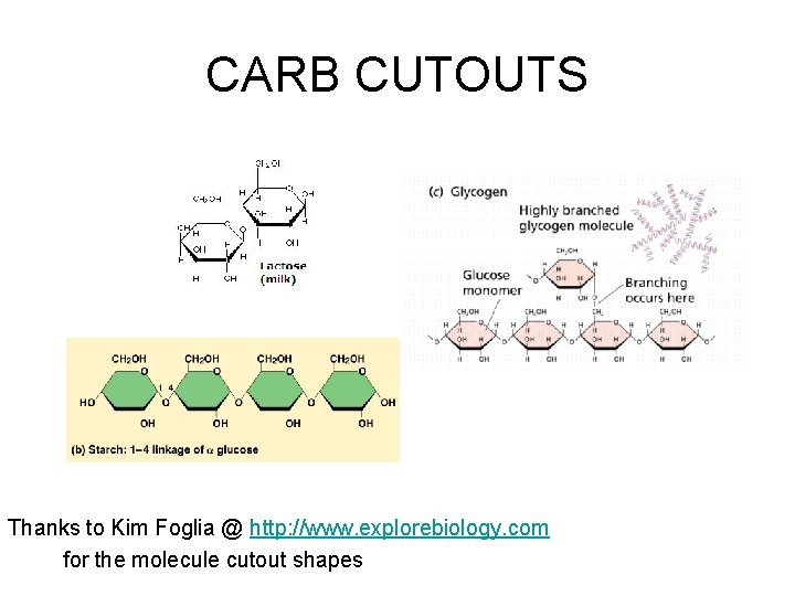 CARB CUTOUTS Thanks to Kim Foglia @ http: //www. explorebiology. com for the molecule
