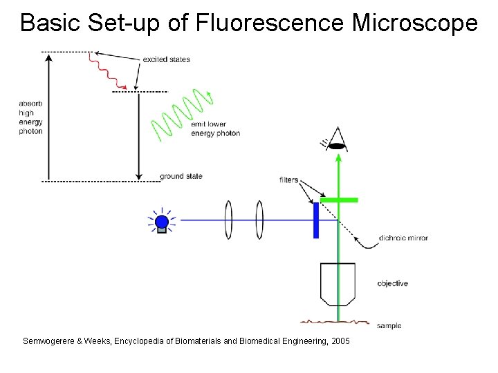 Basic Set-up of Fluorescence Microscope Semwogerere & Weeks, Encyclopedia of Biomaterials and Biomedical Engineering,