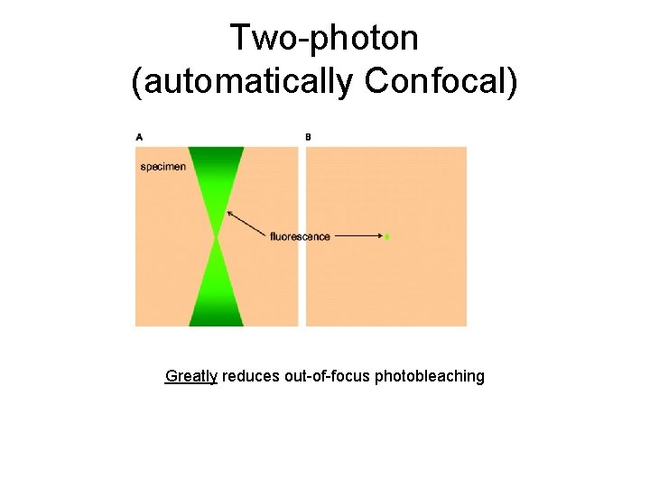 Two-photon (automatically Confocal) Greatly reduces out-of-focus photobleaching 