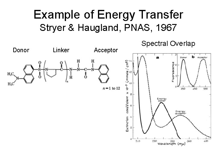 Example of Energy Transfer Stryer & Haugland, PNAS, 1967 Donor Linker Acceptor Spectral Overlap