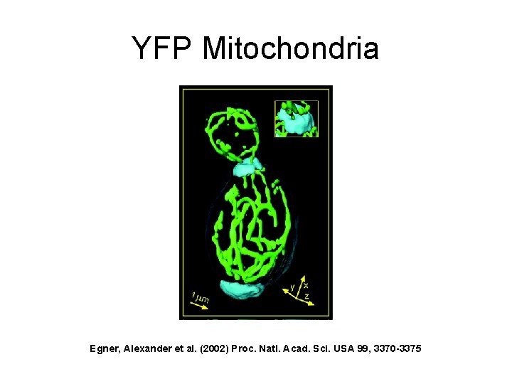 YFP Mitochondria Egner, Alexander et al. (2002) Proc. Natl. Acad. Sci. USA 99, 3370