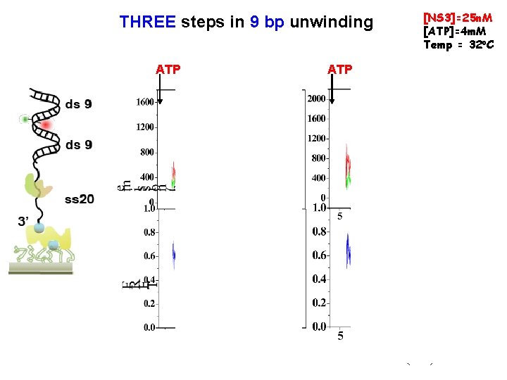 THREE steps in 9 bp unwinding ATP [NS 3]=25 n. M [ATP]=4 m. M