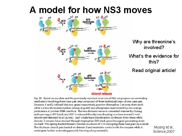 A model for how NS 3 moves Why are threonine’s involved? What’s the evidence