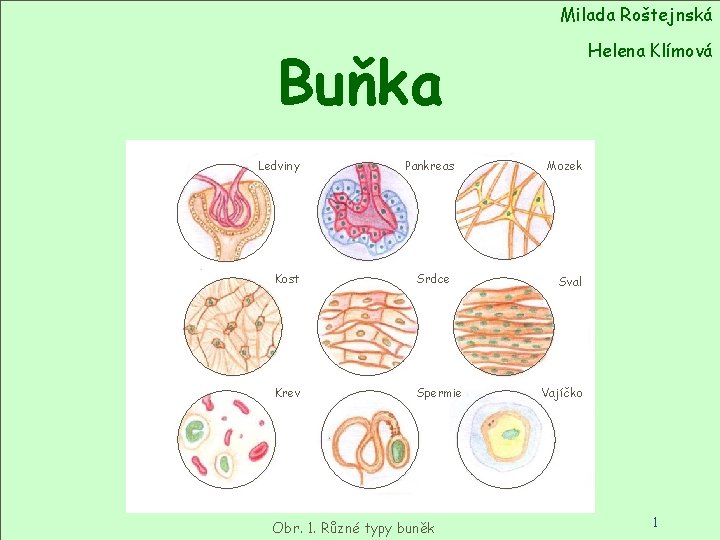 Milada Roštejnská Helena Klímová Buňka Ledviny Pankreas Kost Srdce Krev Spermie Obr. 1. Různé