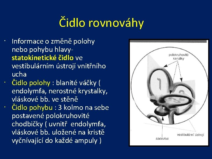 Čidlo rovnováhy Informace o změně polohy nebo pohybu hlavystatokinetické čidlo ve vestibulárním ústrojí vnitřního