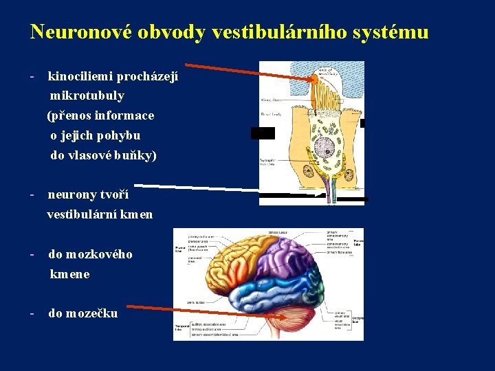 Neuronové obvody vestibulárního systému - kinociliemi procházejí mikrotubuly (přenos informace o jejich pohybu do