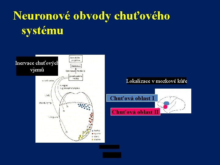 Neuronové obvody chuťového systému Inervace chuťových vjemů Lokalizace v mozkové kůře Chuťová oblast II