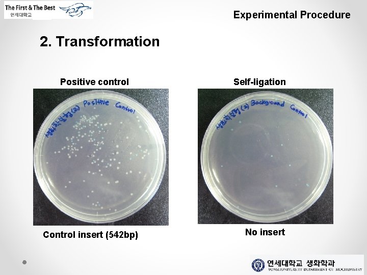 Experimental Procedure 2. Transformation Positive control Control insert (542 bp) Self-ligation No insert 