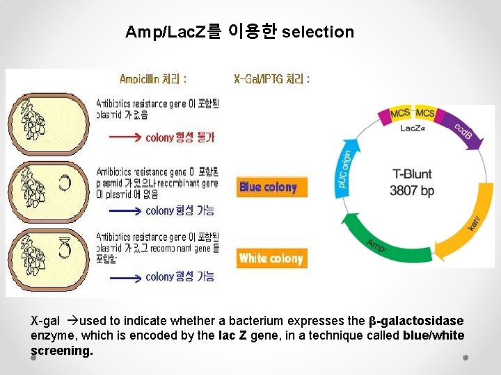 Amp/Lac. Z를 이용한 selection X-gal used to indicate whether a bacterium expresses the β-galactosidase