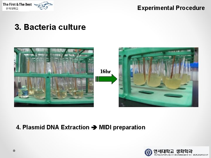 Experimental Procedure 3. Bacteria culture 16 hr 4. Plasmid DNA Extraction MIDI preparation 