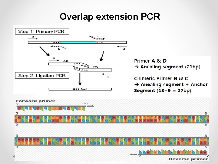 Overlap extension PCR 