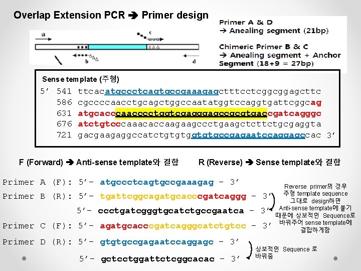 Overlap Extension PCR Primer design Sense template (주형) 5’ 541 586 631 676 721