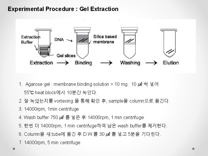 Experimental Procedure : Gel Extraction 1. Agarose gel : membrane binding solution = 10