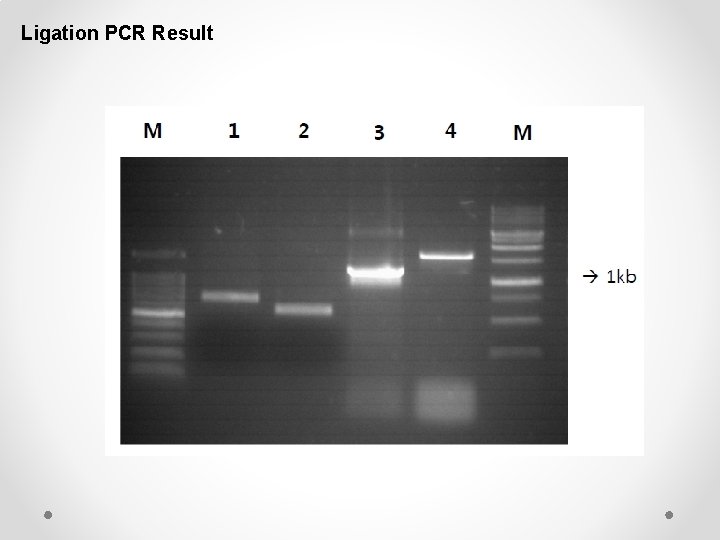Ligation PCR Result 