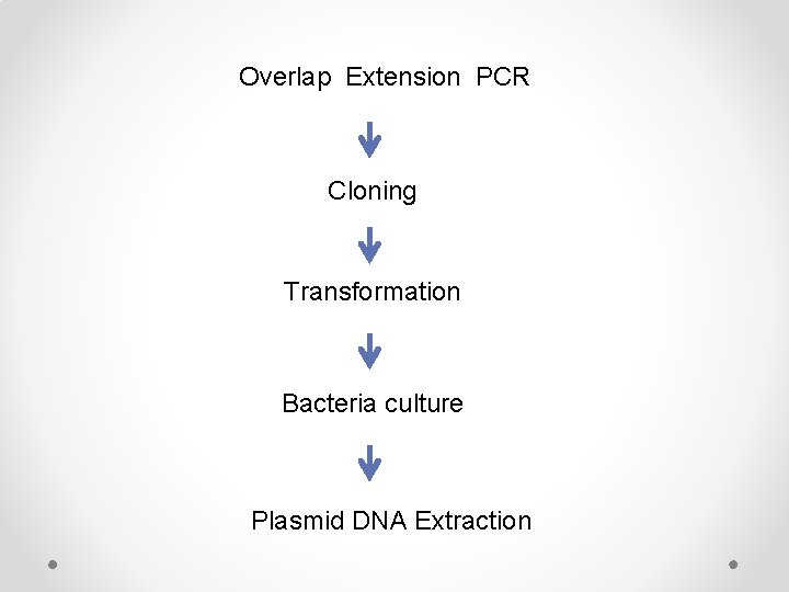 Overlap Extension PCR Cloning Transformation Bacteria culture Plasmid DNA Extraction 