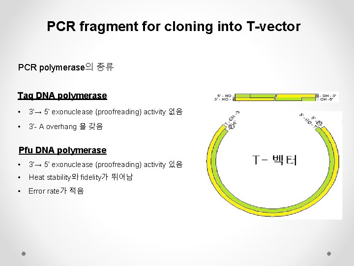 PCR fragment for cloning into T-vector PCR polymerase의 종류 Taq DNA polymerase • 3’→