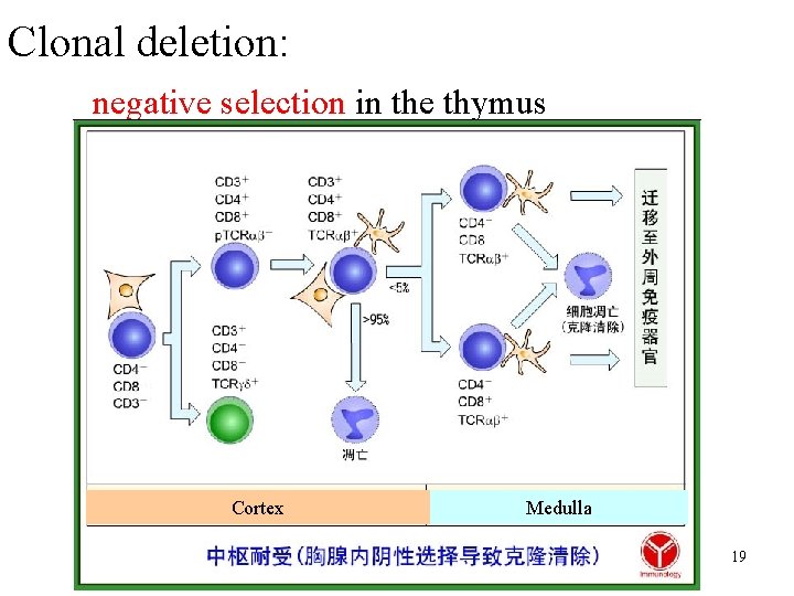 Clonal deletion: negative selection in the thymus Cortex Medulla 19 