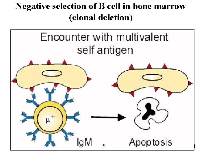 Negative selection of B cell in bone marrow (clonal deletion) 21 21 